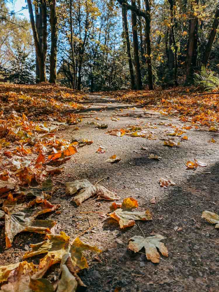 a leafy autumn trail
